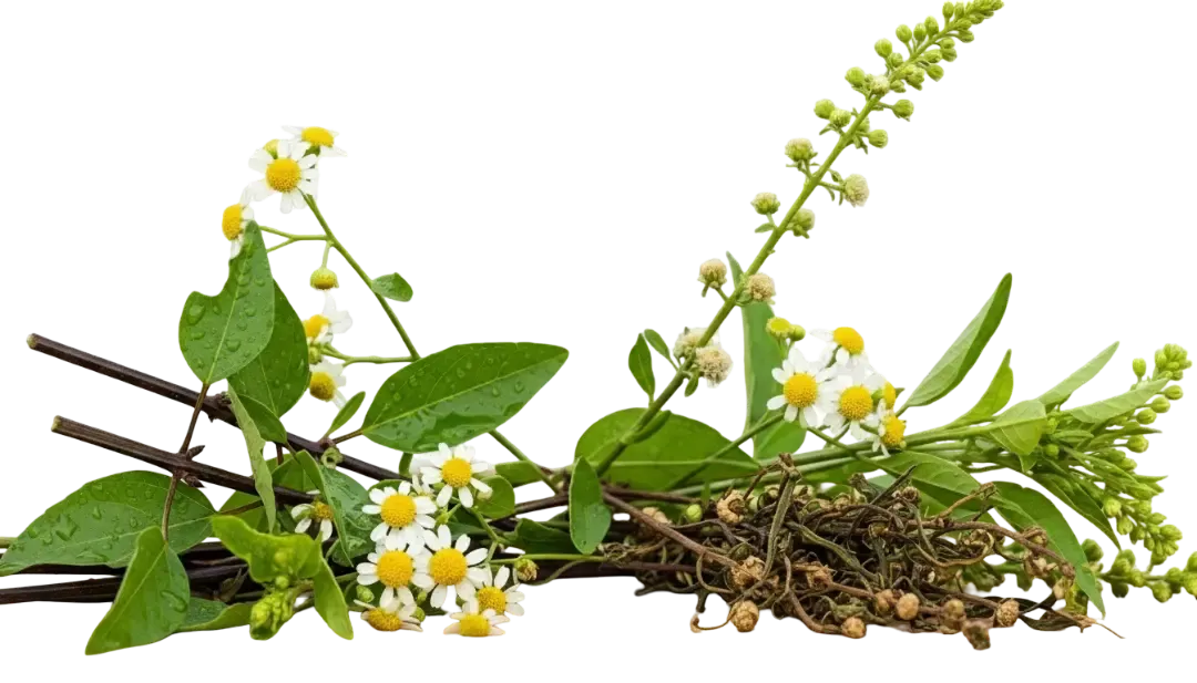 False Daisy (Bhringraj) False Daisy (Bhringraj) — botanical active used in Green Wealth Neo Hair formulas